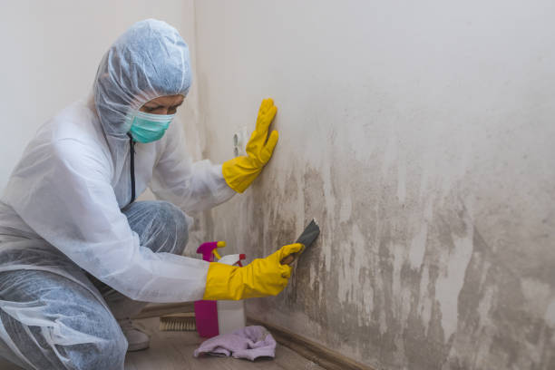 Best Mold Damage Restoration  in Larksville, PA